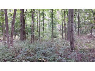 Property photo 7 - Real Estate Auction - 125.5 Acres in 6 Tracts - Tillable Farmland, Country Home, Building Sites, Wooded Land
